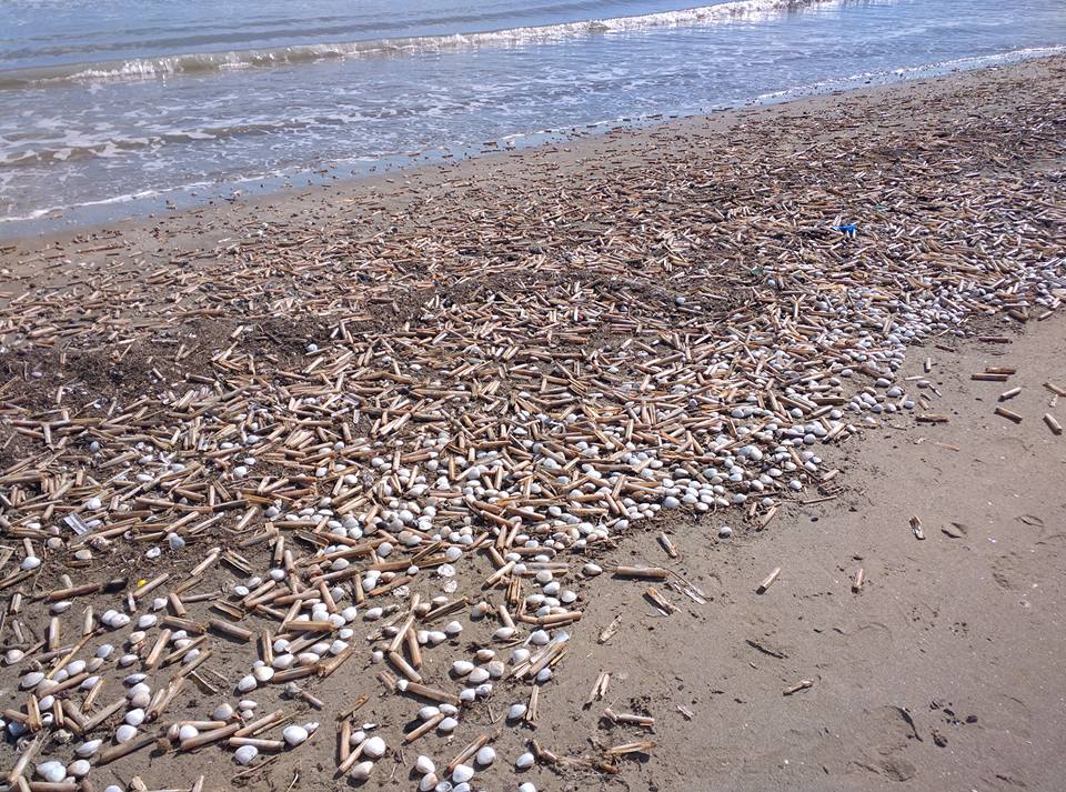 Cannolicchi morti a Manfredonia