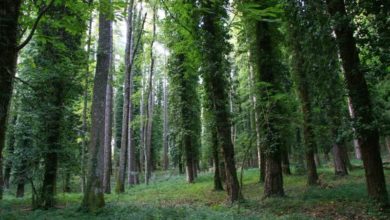 Faggi Foresta Umbra nel patrimonio Unesco, primo sì