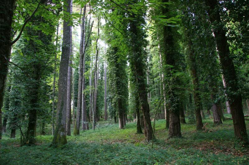 Faggi Foresta Umbra nel patrimonio Unesco, primo sì