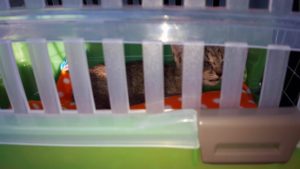 14191778_1235588476486139_240782302_o