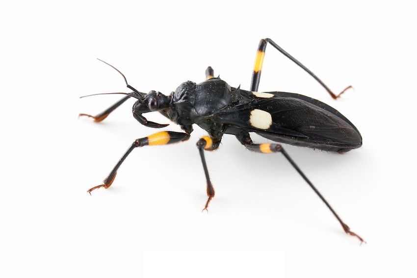Platymeris biguttatus