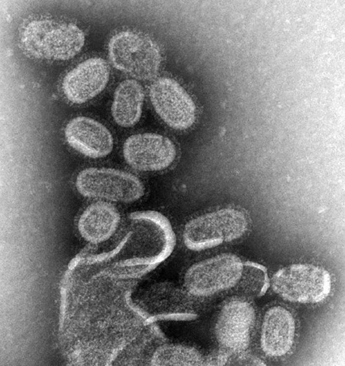 Virioni dell'influenza