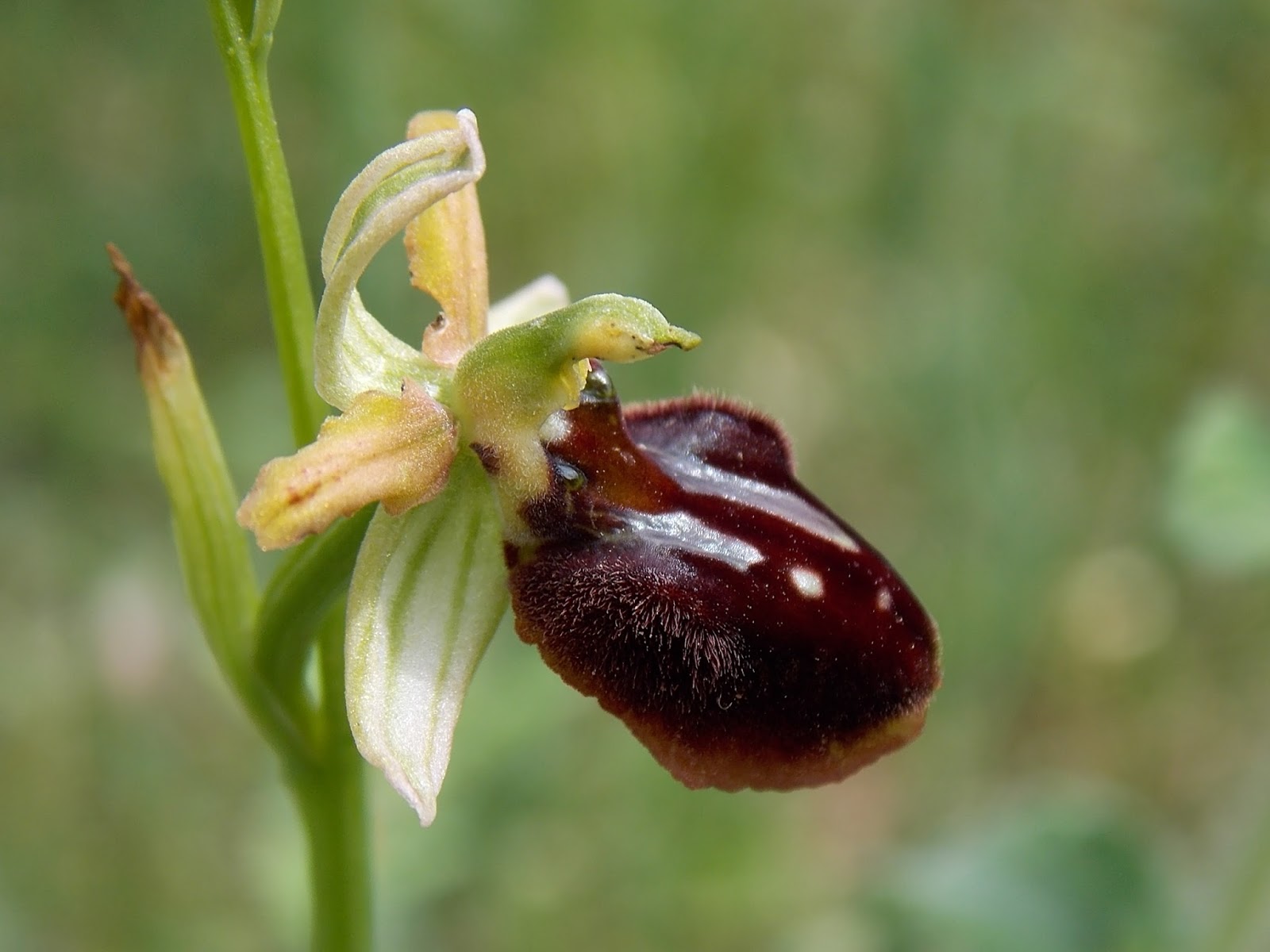 Ophrys garganica
