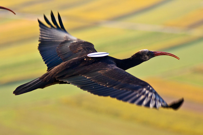 Ibis eremita