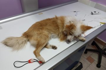 dottoressa auletta medico veterinaio