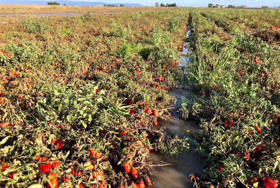 Pomodori, Nubifragio Lesina