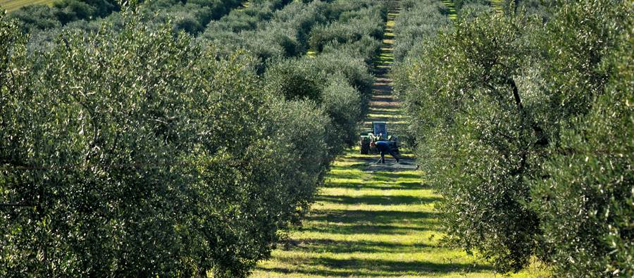 Allarme Furti Nei Frantoi Pugliesi