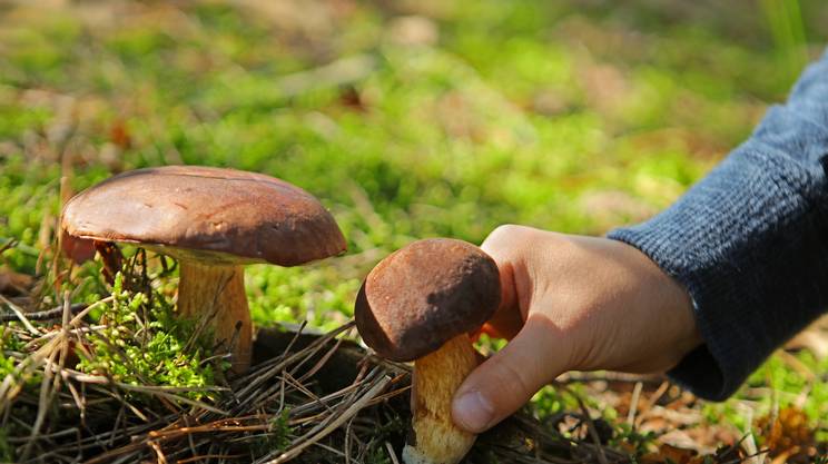 Associazione Micologica E Botanica