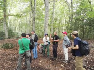 Faggete Unesco Foresta Umbra