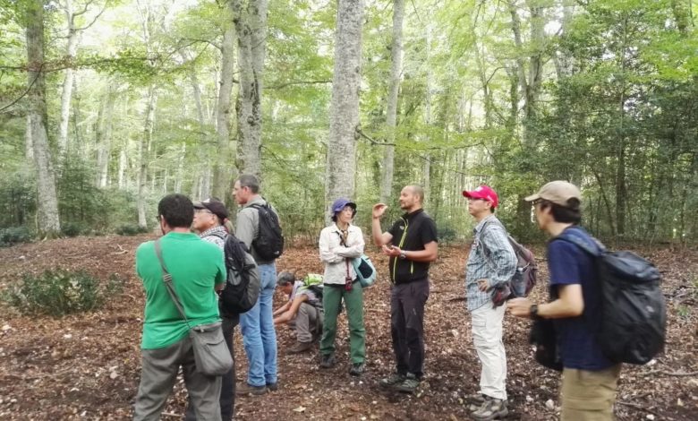Faggete Unesco Foresta Umbra