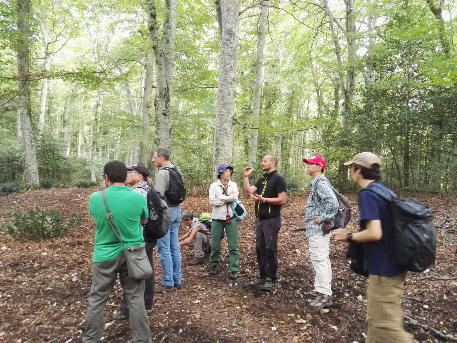 Faggete Unesco Foresta Umbra