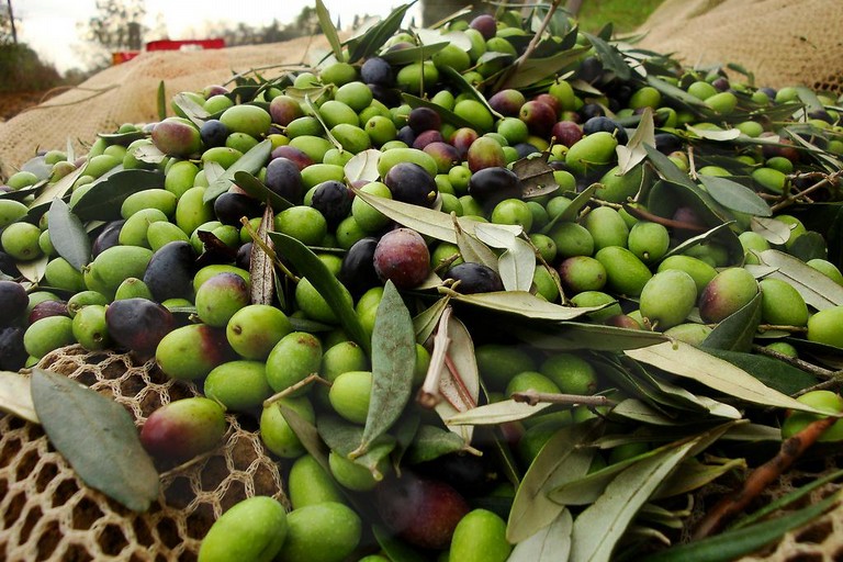 Furti Di Olive Torremaggiore