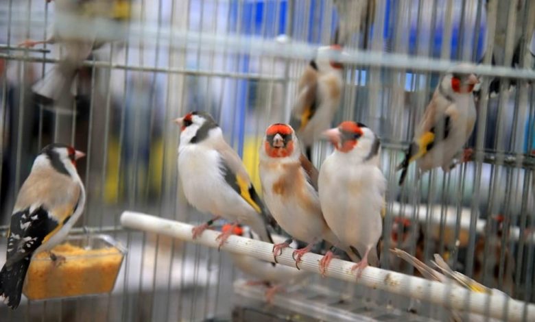 Carduelis Foggia
