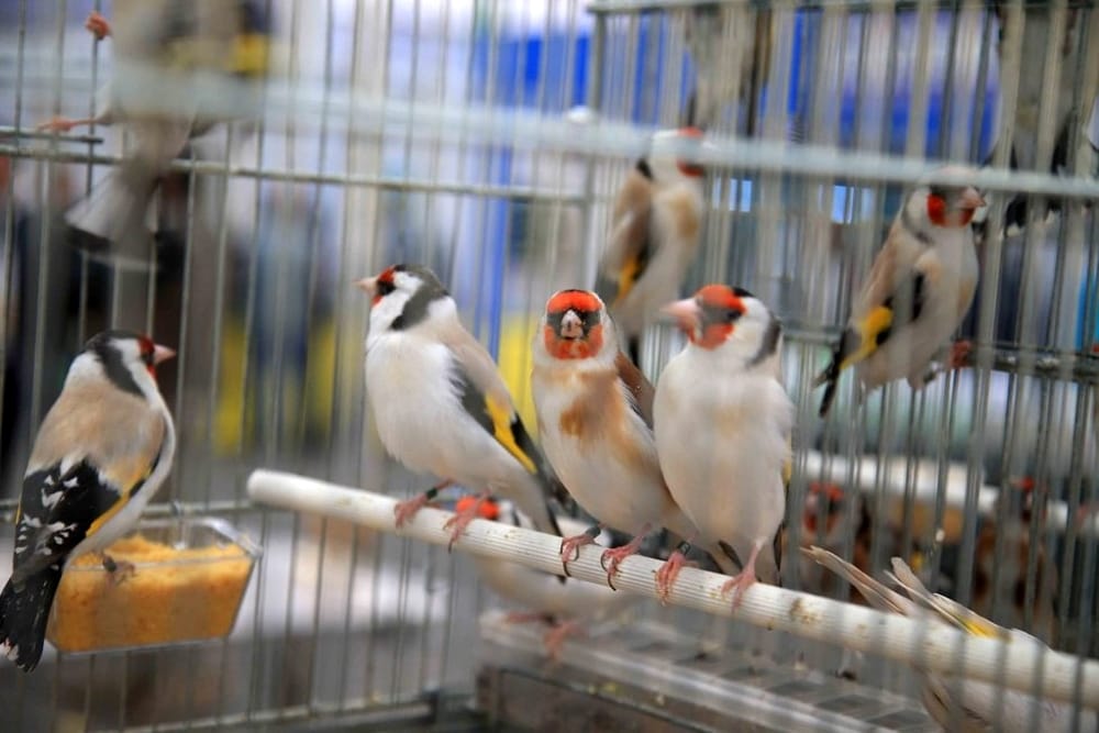 Carduelis Foggia