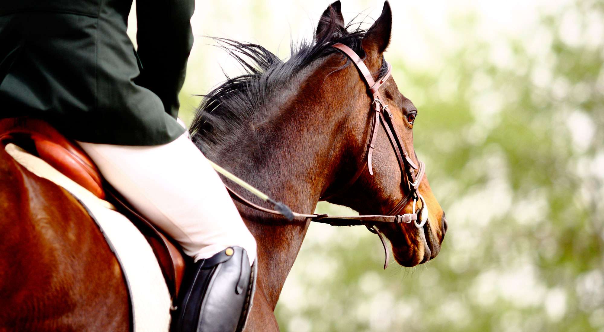 Foggia Open Day Equestre