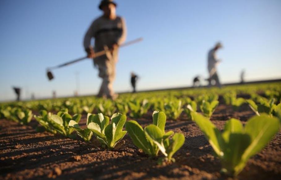 Dimissioni Di Gioia Pendinelli Agricoltura Puglia