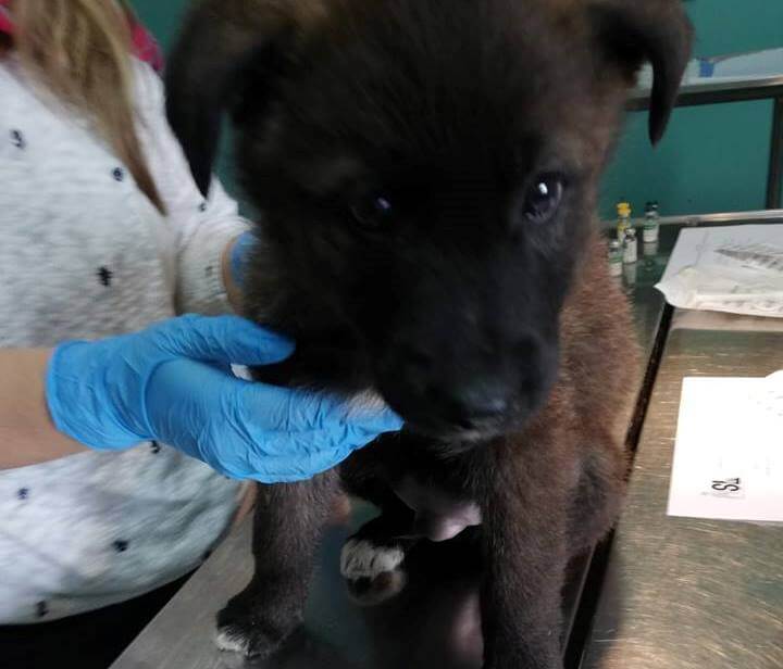 Foggia Cani Abbandonati