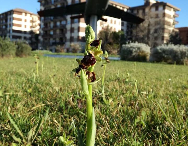 Foggia biodiversità
