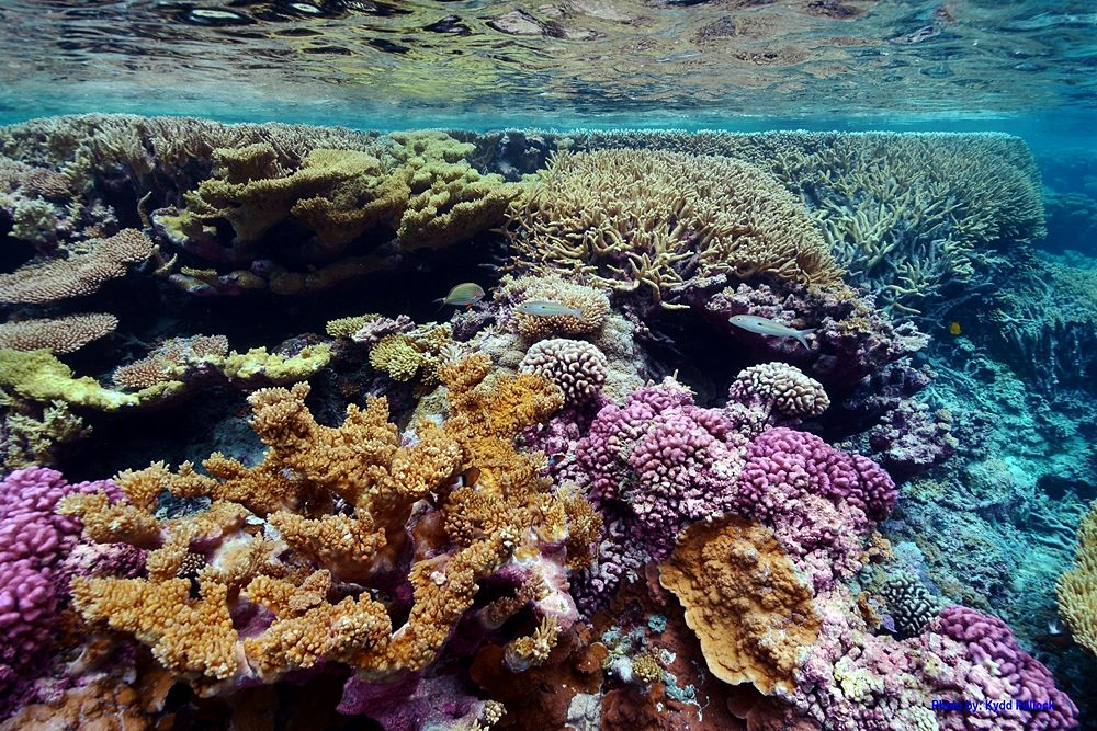 barriera corallina puglia