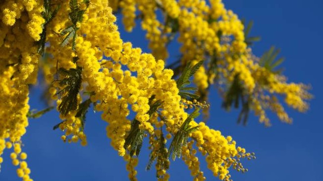 Festa della donna: perchè si regalano le mimose? – Foggia Reporter