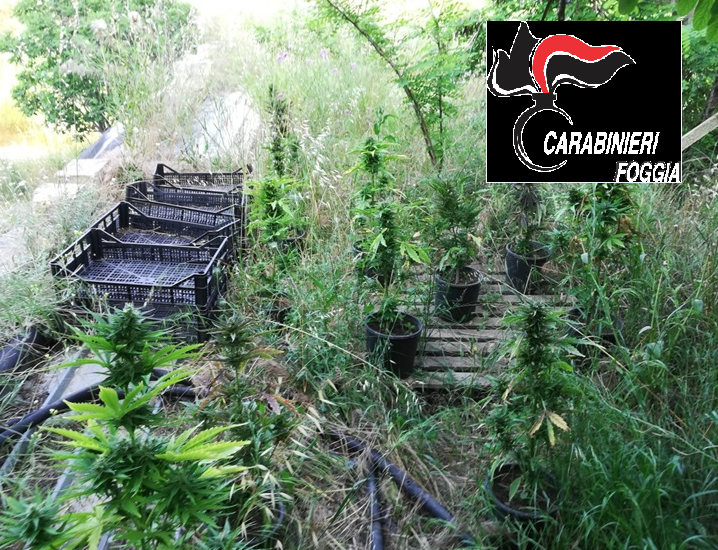 maxi piantagione cannabis arrestati padre e figlio