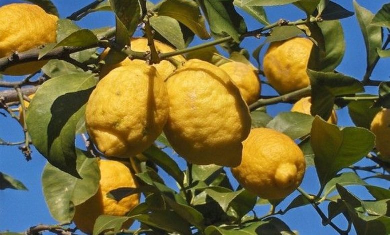 limone-femminello-gargano