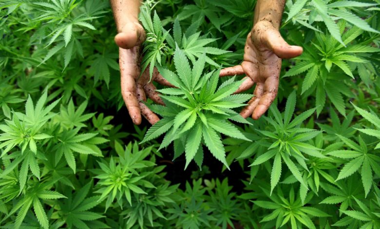 lucera-uomo-arrestato-marijuana