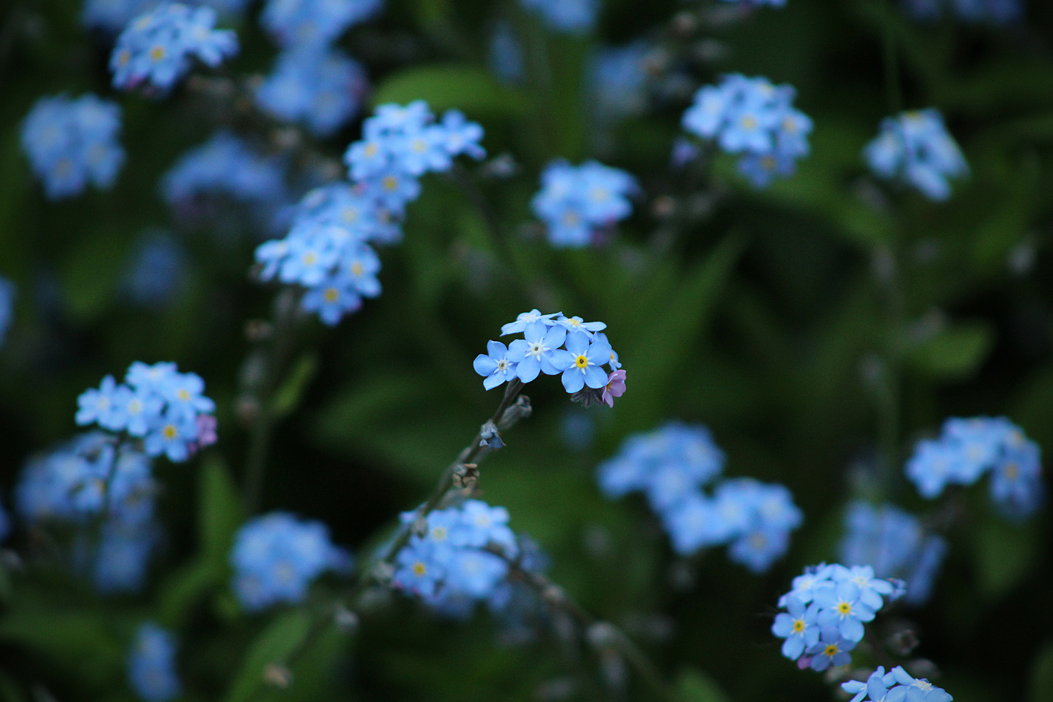 festa-dei-nonni-fiore
