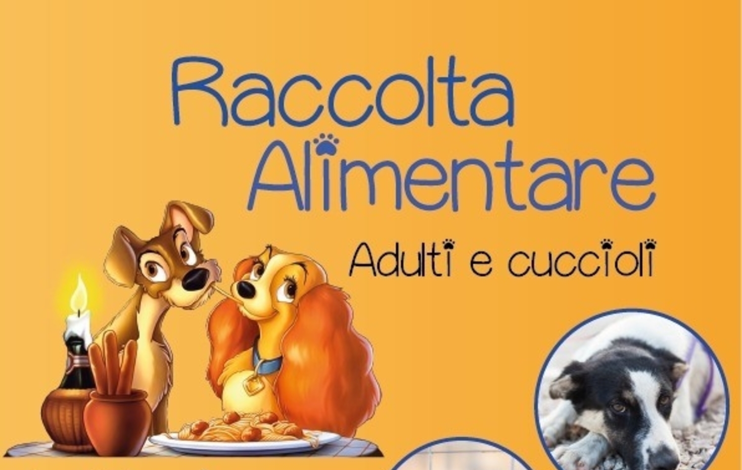 foggia-cani-randagi