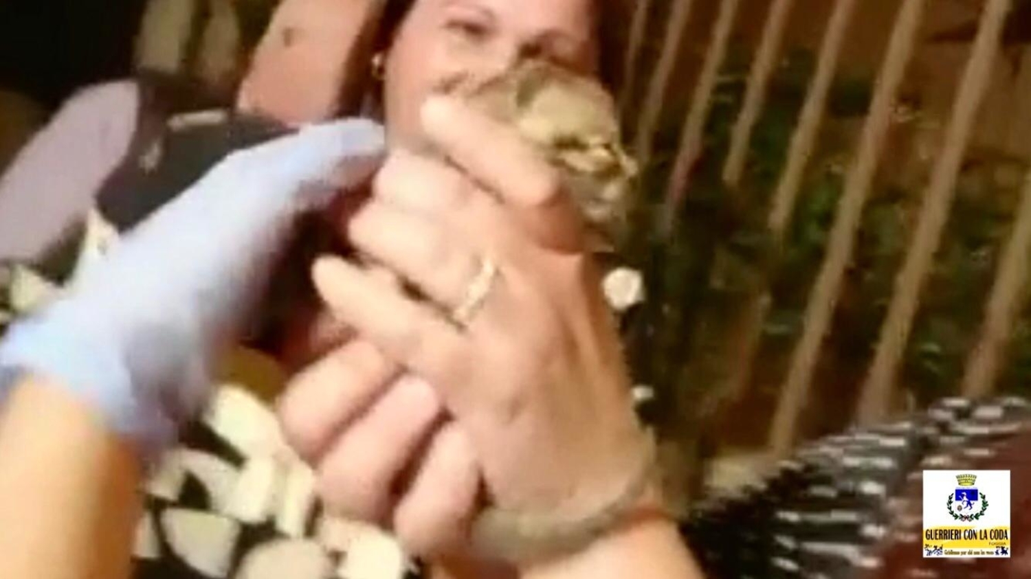 foggia-gatto-salvato(1)