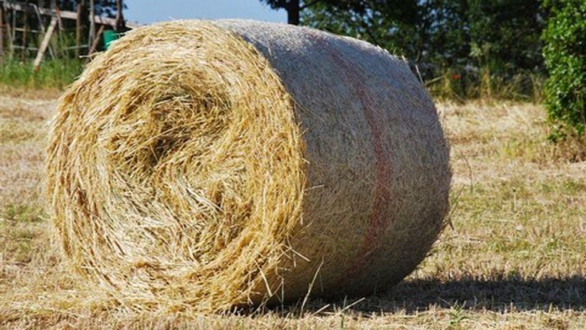 foggia-operaio-morto-balla-di-fieno