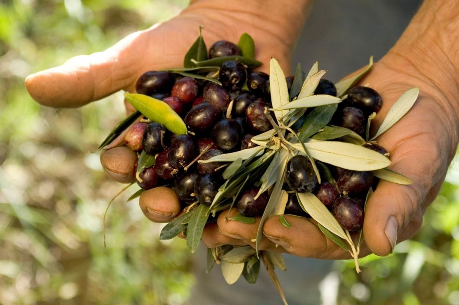 puglia-produzione-olivicola