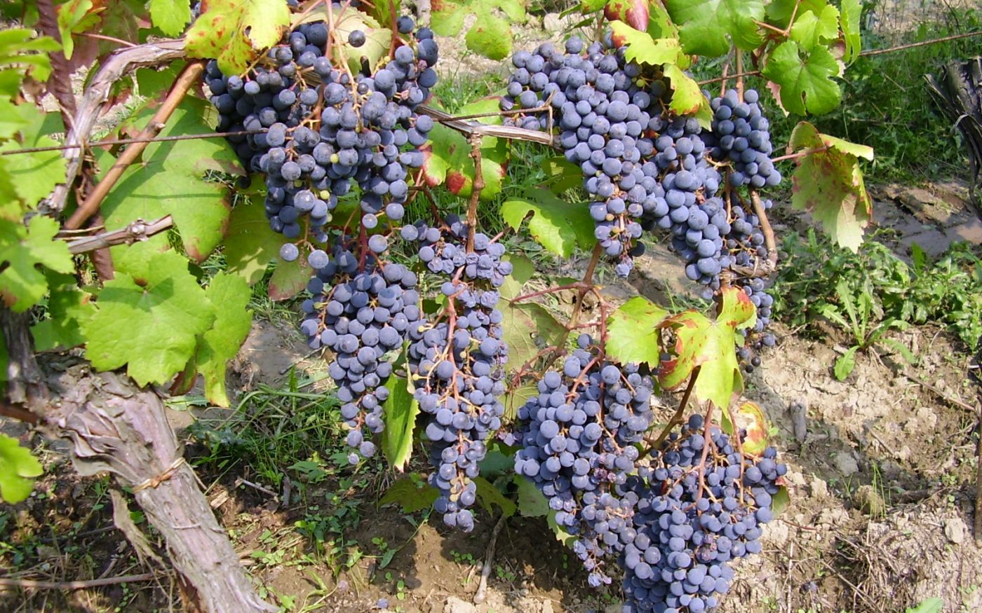 san-severo-sabotaggio-cantina