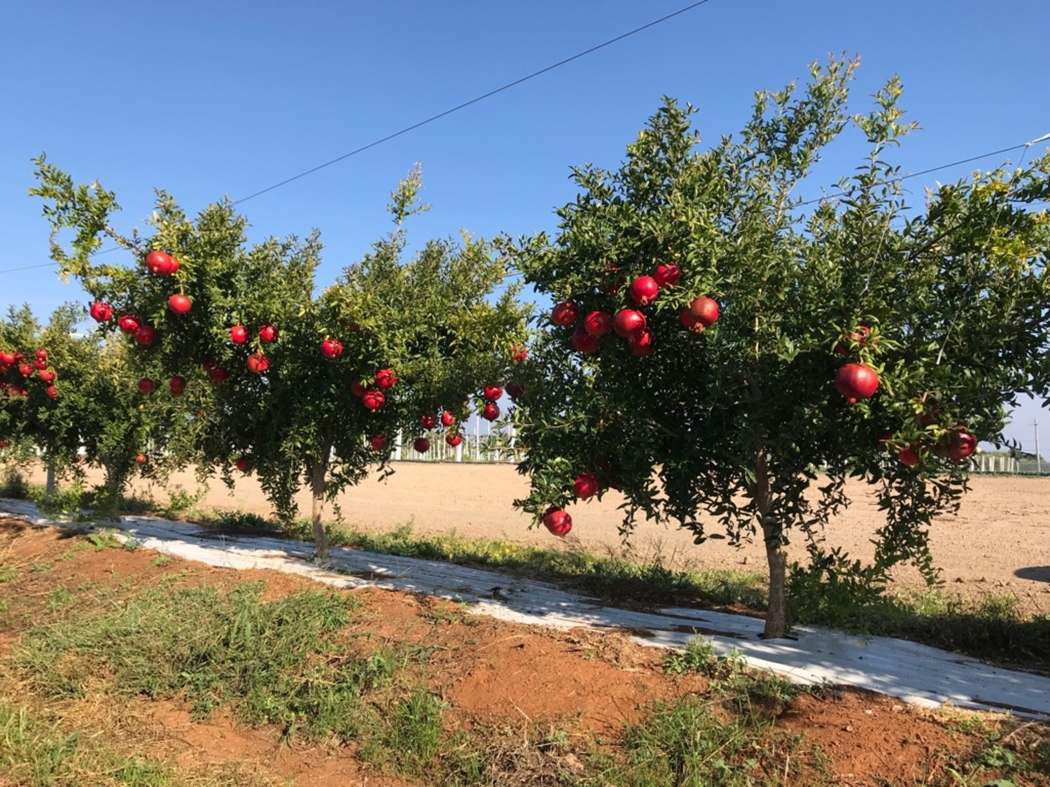 san-severo-uomo-ruba-melograni