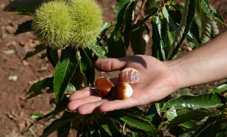 weekend-autunno-castagne