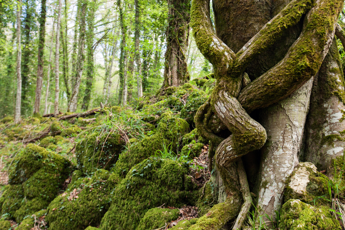 La leggenda di Gargara, la ninfa della Foresta Umbra trasformata in acero -  Foggia Reporter