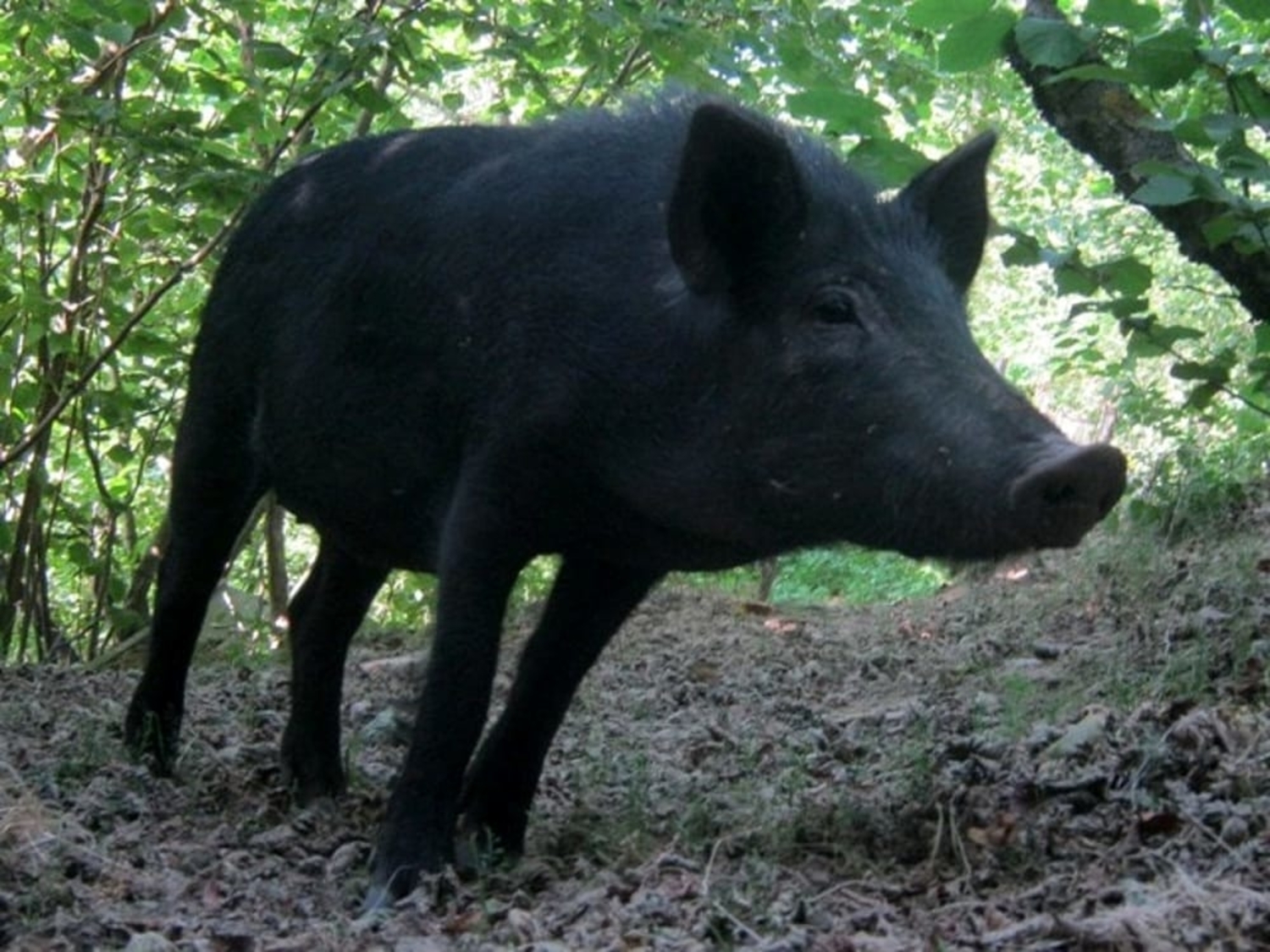 faeto-sagra-maiale-nero