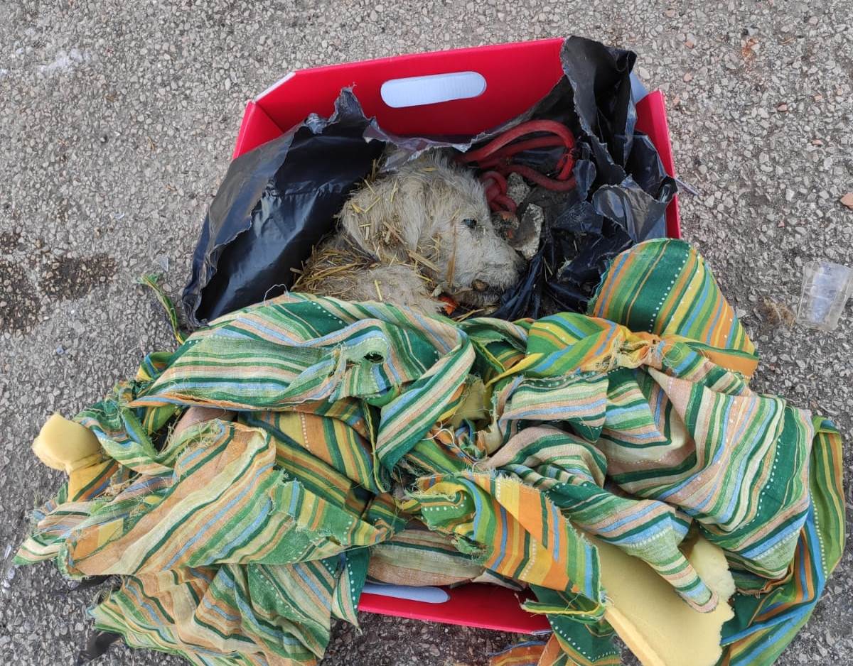 foggia-cane-abbandonato