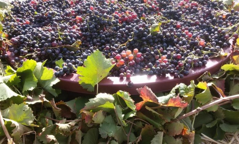 capitanata-uva-vino