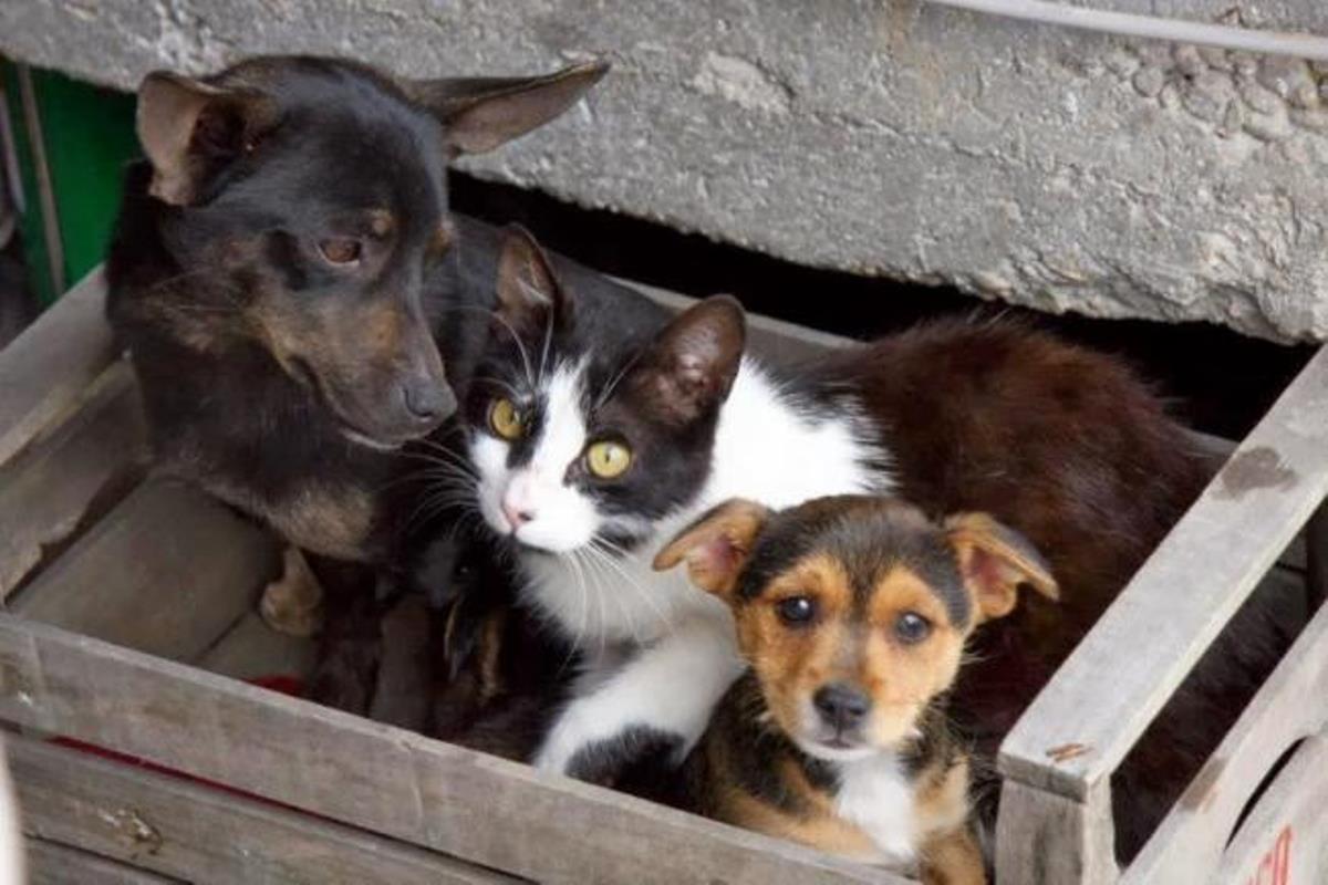 foggia-raccolta-cibo-animali