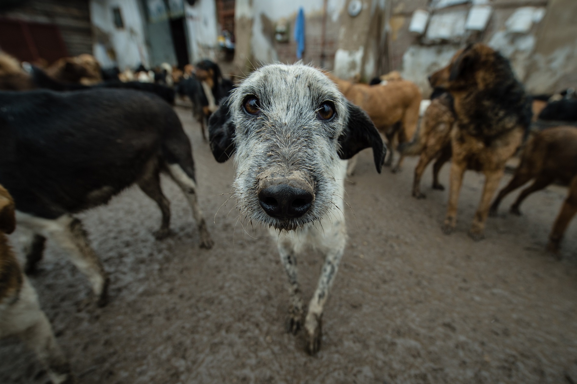 foggia-randagi-guerrieri-con-la-coda