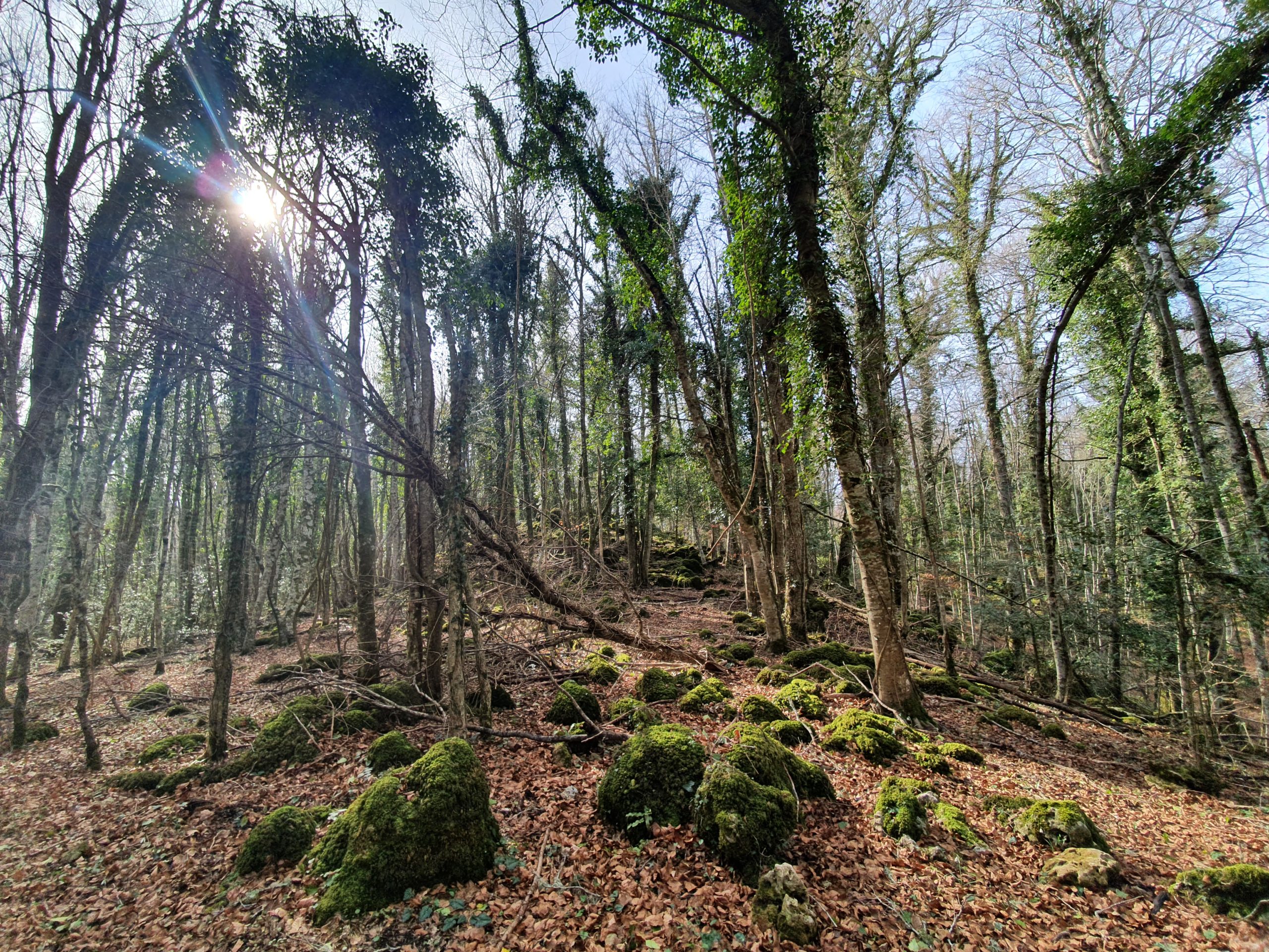 foresta umbra