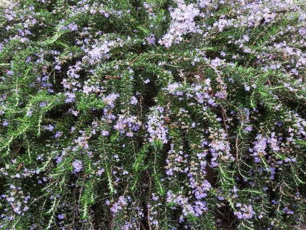 Pianta-Rosmarino-Prostrato1