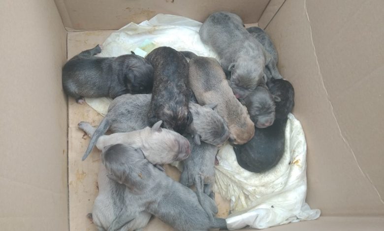cuccioli-foggia