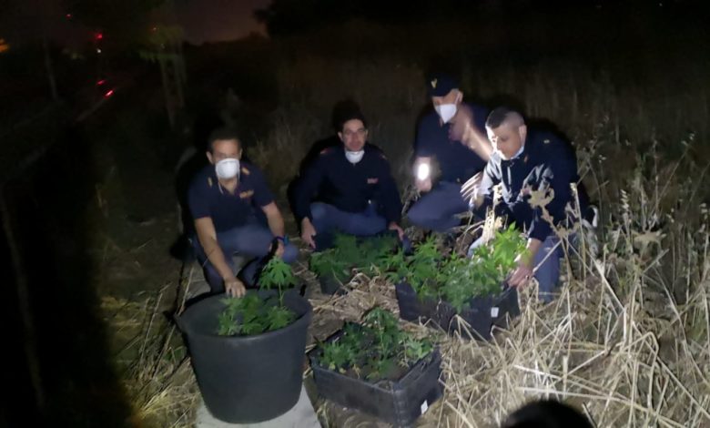 foto sequestro piante cannabis
