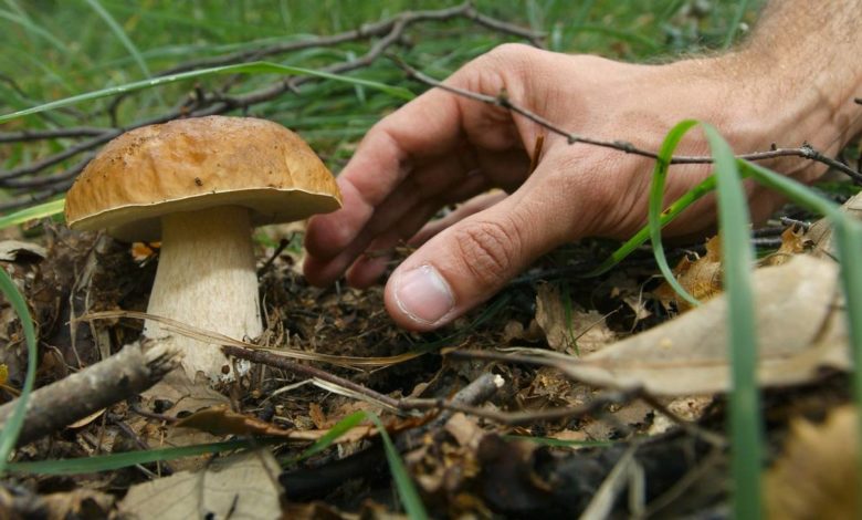 puglia-raccolta-funghi