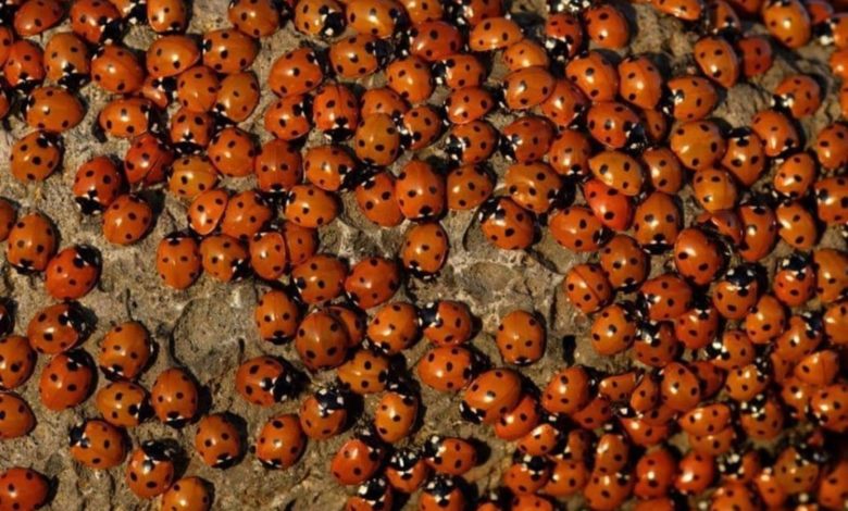 coccinelle-capitanata