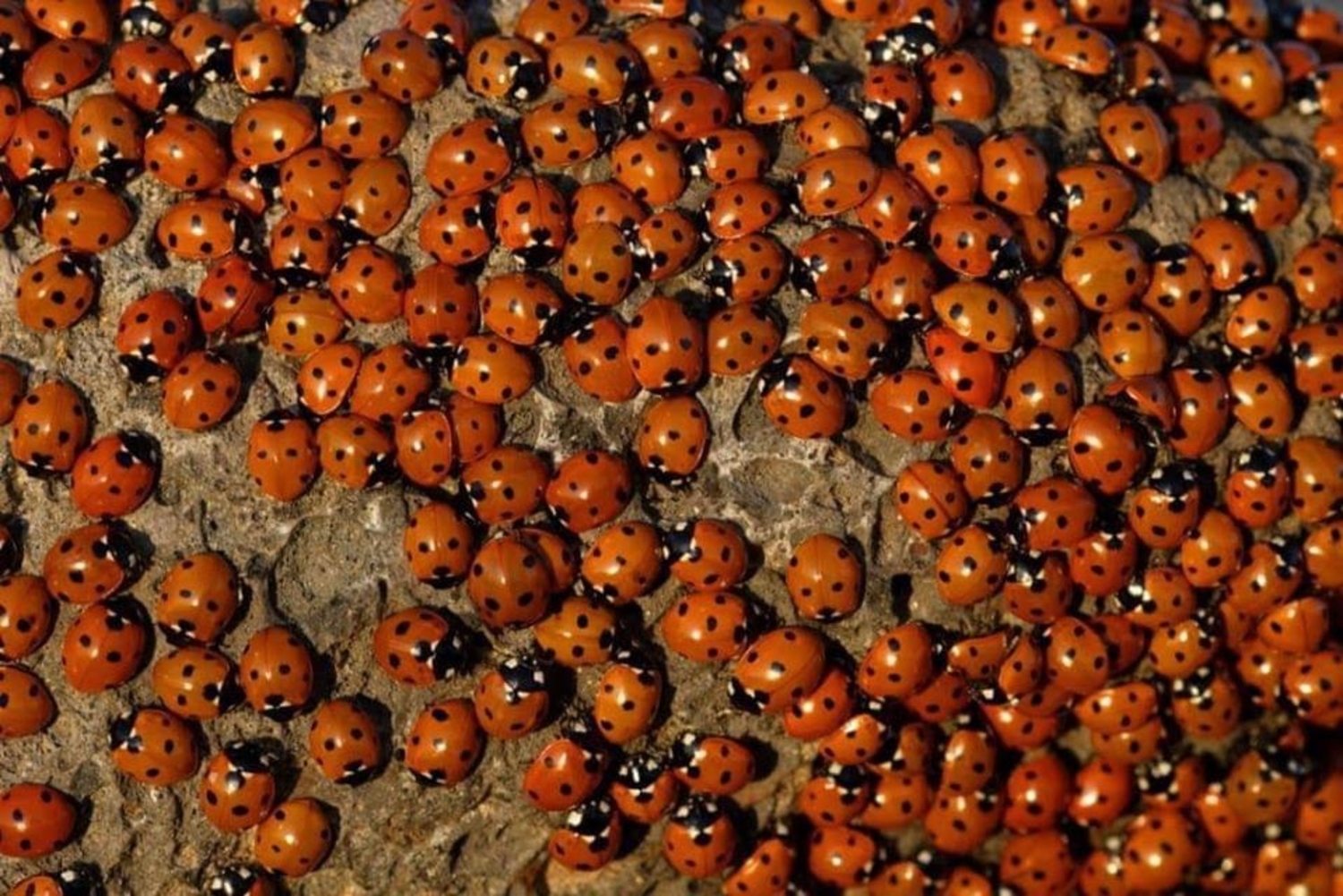 coccinelle-capitanata