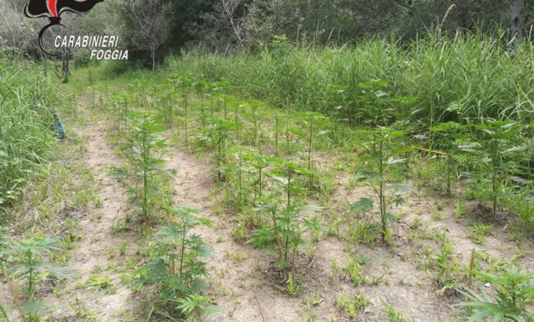 droga-serracapriola