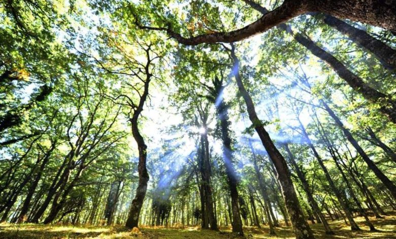 parco-gargano